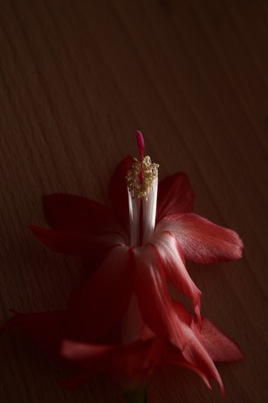 Blossom of the Christmas cactus, a Schlumbergera species, lying on beech wood in unusual side lighting.の写真素材