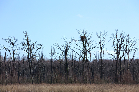 Mire with nest of White-tailed eagle (Haliaeetus albicilla).の写真素材