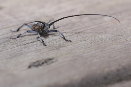 Macro of Monochamus sutor, a longhorn beetle.の写真素材