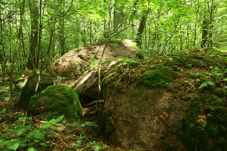Remains of the megalithic tomb Forst Poggendorf 2 in Mecklenburg-Vorpommern, Germany.のeditorial素材