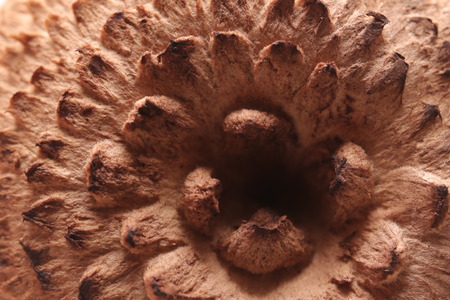 Detail of the cap of the mushroom Sarcodon imbricatus, the scaly hedgehog.の写真素材