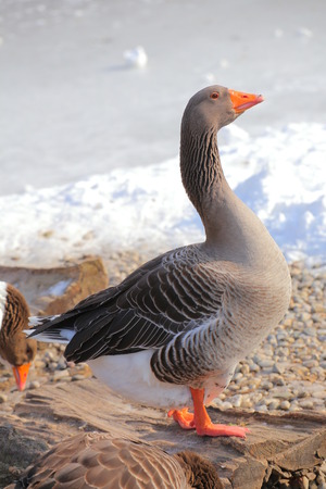 Side view of a greylag goose (Anser anser).の写真素材