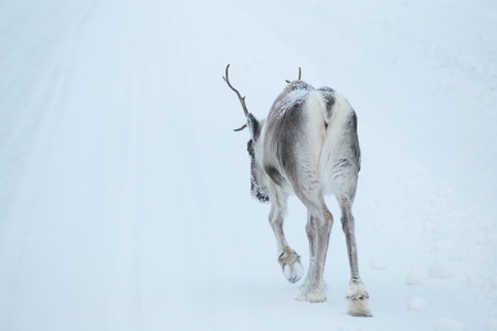 Reindeer walking on the road, seen from behind.の写真素材