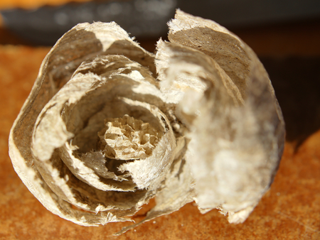 Abandoned wasps nest, opened to show the combs inside.