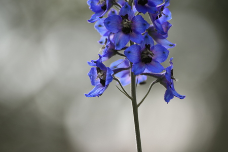 Delphinium elatum, the candle larkspur, with desaturation effect.の写真素材