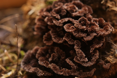 Macro of the brown fruit body of Thelephora species.の写真素材