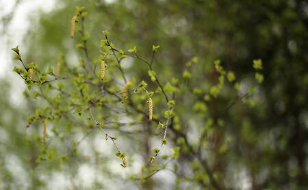 Leaves and catkins of Betula pendula, the European white birch.の写真素材