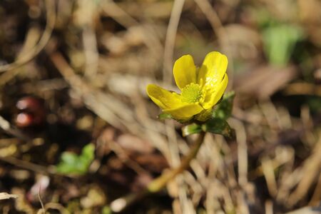 Ranunculus nivalis, the Snow buttercup, with flower.