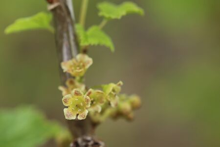 Ribes spicatum, a species of currants, with flowers.の写真素材
