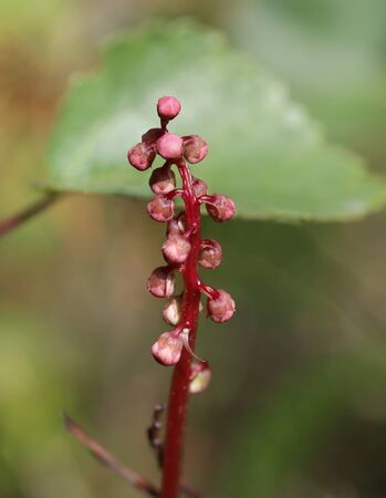 Buds of Pyrola media, the intermediate wintergreen.の写真素材