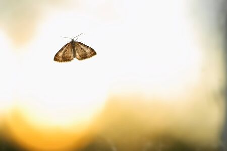 Backlit image of Nola karelica, a tuft moth.の写真素材
