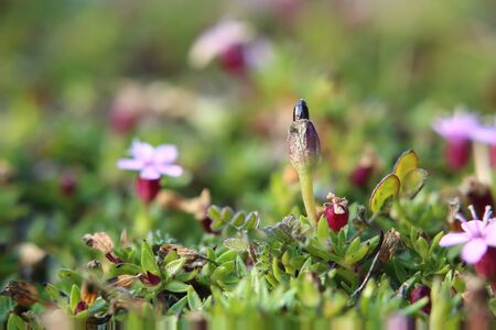 Silene acaulis, the moss campion, with fruit.の写真素材