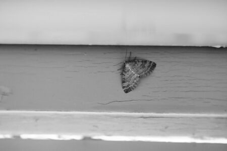 Black and white image of Nola karelica, a tuft moth.の写真素材