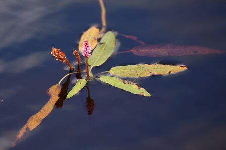Longroot smartweed (Persicaria amphibia) growing in the water.の写真素材