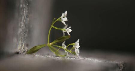 Tiny blossoms of Galium palustre (common marsh bedstraw) in unusual lighting.の写真素材