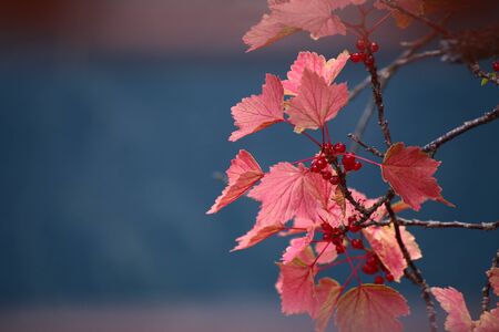 Ribes spicatum, the Nordic redcurrant, with blue background.の写真素材