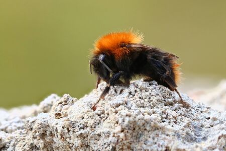 Macro shot of common carder bee (Bombus pascuorum).の写真素材
