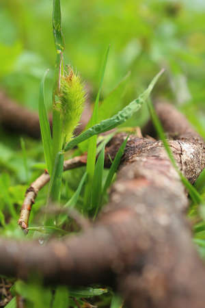 Spike of phleum alpinum growing under a dead branch.