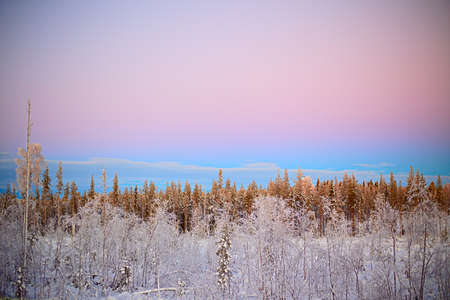 Pastel-colored sky over winterly forest in Northern Sweden.の写真素材