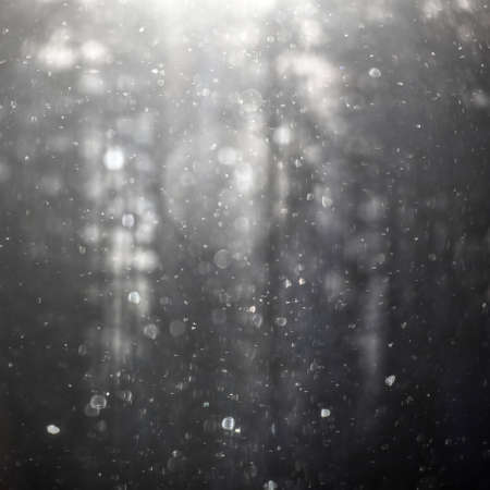 Backlit snowflakes on a blurred forest silhouette.