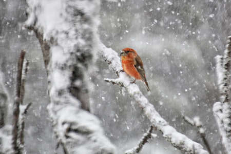 Conceptual blurred shot of Parrot Crossbill (Loxia curvirostra) in the snow.の写真素材