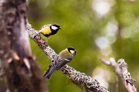 Two great tits (Parus major) with a worm perched on a lichenous tree.の写真素材
