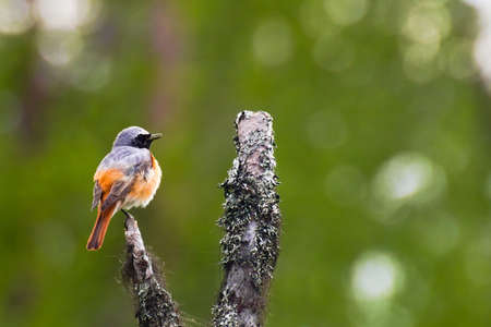 Male common redstart (Phoenicurus phoenicurus) singing while perched on a tree.の写真素材
