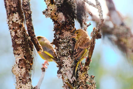 Greenfinches (Chloris chloris) sitting in a tree.の写真素材