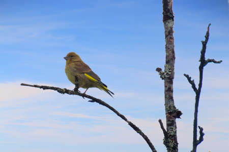 Greenfinch (Chloris chloris) perched on a tree.の写真素材