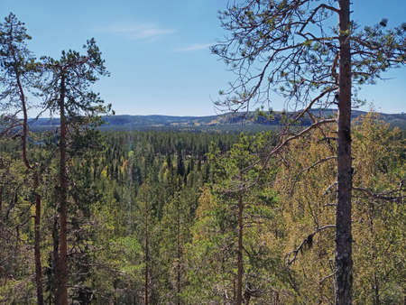 Summer forest in northern Sweden with blue sky.の写真素材