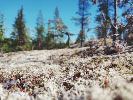 Lichens on a small mountain in northern Sweden.の写真素材