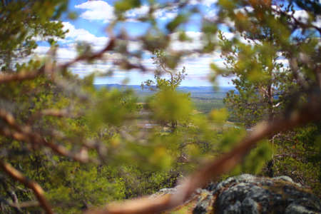 View through thicket on a Swedish mountain.の写真素材