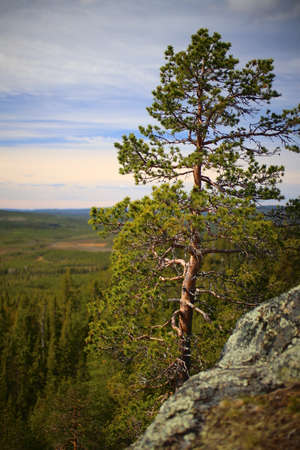 Pine at a rock cliff in Swedish Lapland.の写真素材