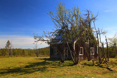 An Abandoned northern Swedish house in thicket.の写真素材