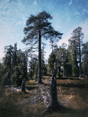 Grungy shot of dead wood in Storsandberget nature reserve in Sweden.の写真素材