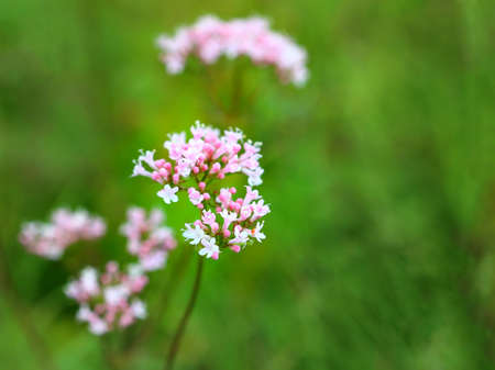 Close up of flowering valerian (Valeriana sambucifolia).の写真素材