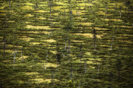 Marshland with small birches in Swedish Lapland.の写真素材