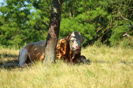 Cow resting in the shade on a sunny day.の写真素材