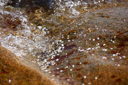 Macro of Barnacles (Sessilia) at the sea shore.