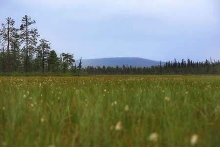 Low view over marshland in Muddus National Park in Sweden.