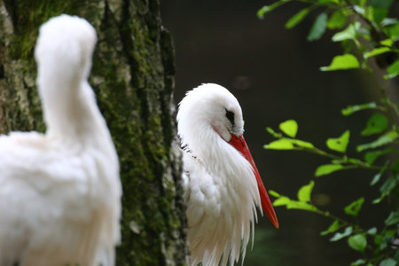 White storks (Ciconia ciconia) with focus effect.の写真素材