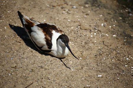 American avocet (Recurvorostra avosetta) perched on the ground.の写真素材