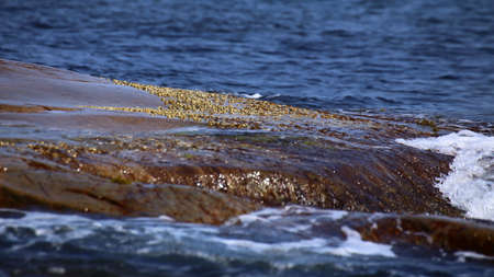 Barnacles (Sessilia) in water spray at the sea shore.の写真素材