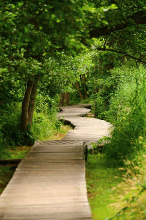 Wooden path leading through a dense forest.の写真素材