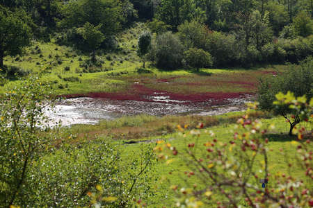 Nature reserve Salzstellen bei Sulldorf (lit.salt springs at Sulldorf), with a special halophile flora.の写真素材