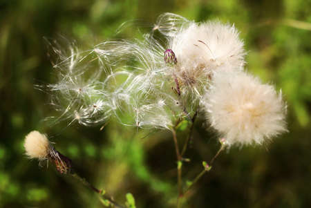 Close up of hairy pappus and buds of field thistle (Cirsium arvense).