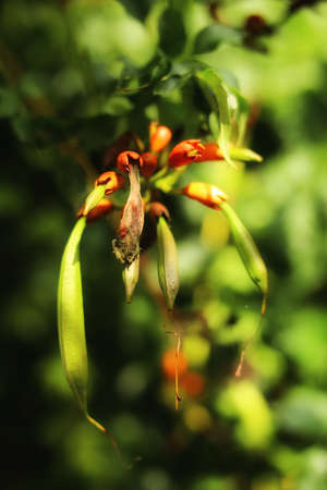 Macro of seed pods of the trumpet vine (genus Campsia).の写真素材