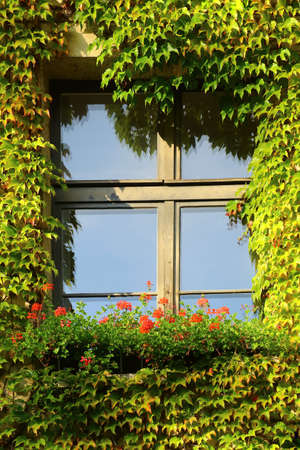 Window with dense woodbine cover on the wall.の写真素材