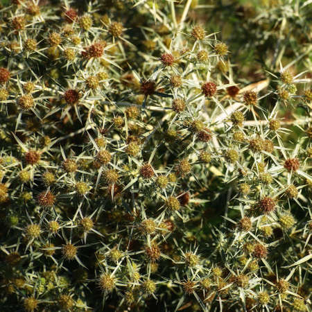 Macro of dense field eryngo (Eryngium campestre) plant.の写真素材