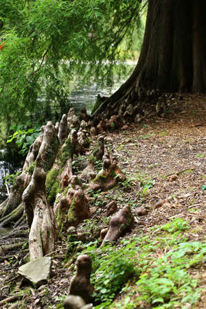 Aerial roots of Taxodium distichum, the swamp cypress.の写真素材